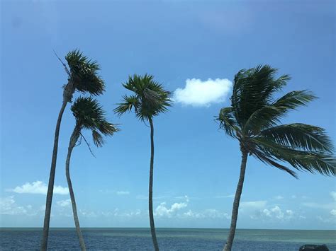 Windy Palm Tree Photograph By Renee Jones Fine Art America