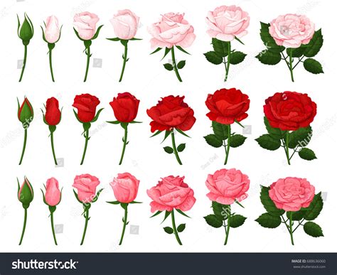 Beautiful Pink Red Roses Flowers Icons Stock Vector Royalty Free