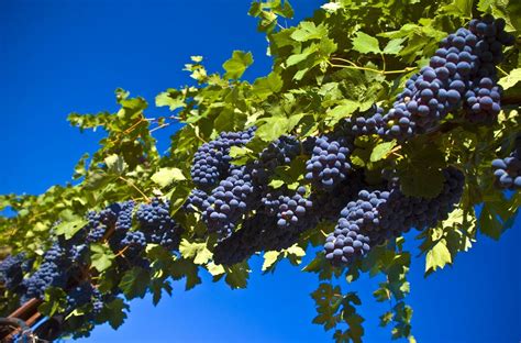 Grapes come in different colours; Beautiful, Nature, Black, Grapes, Fruit, High, Definition ...