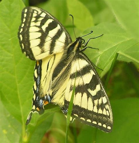 Canadian Tiger Swallowtail Heavily Patterned Female Pm Papilio