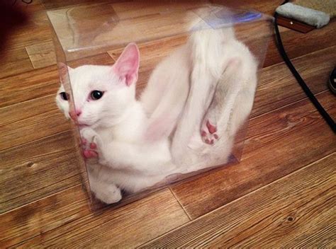 This Poor Cat Is Trapped In A Box Animals