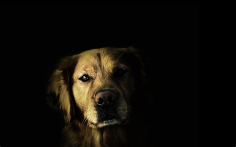 2560x1600 Dogs Face Shadow Nose Eyes Wallpaper Coolwallpapersme