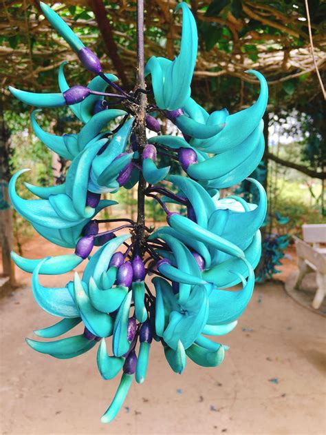 A Bunch Of Blue Bananas Hanging From A Tree