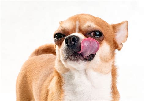 How To Treat Your Dogs Chapped Lips Healing Picks