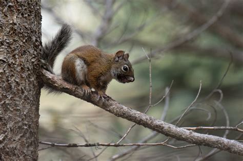 Mount Graham Red Squirrel Subspecies Tamiasciurus Fremonti Grahamensis