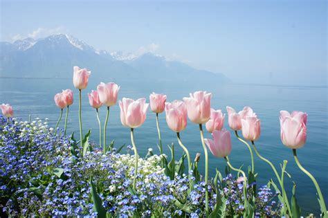 Spring Flowers Tender Mountains Water Wallpaper 4592x3056 309958