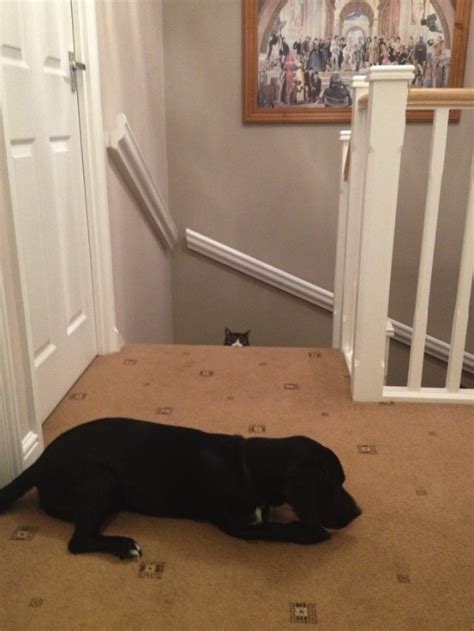 11 Cats Who Are Probably Plotting Against You