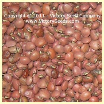 Red Ripper Southern Pea Cowpea Heirloom Open Pollinated Non Hybrid Victory Seeds
