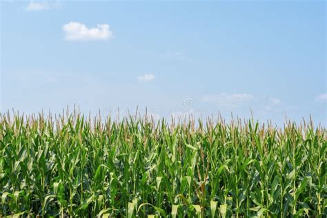Corn Field In Rural Illinois Stock Image Image Of Room Crop 123571555
