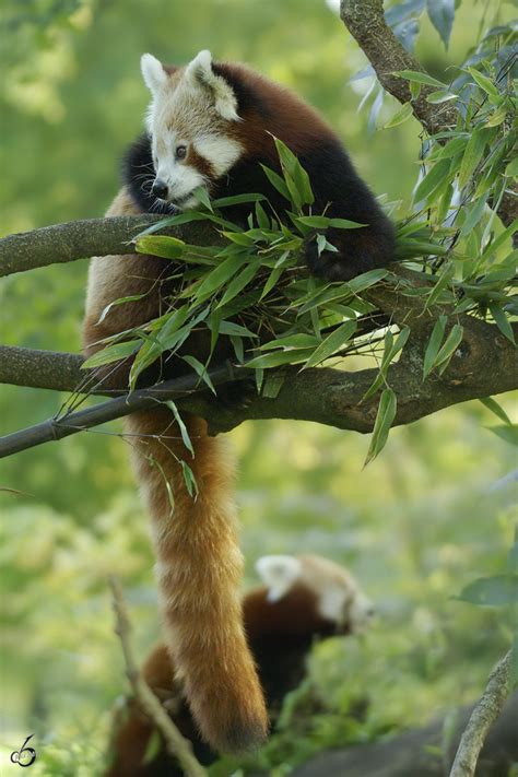 Ein Kleiner Panda Erkundet Sein Terrain Tier Fotoseu