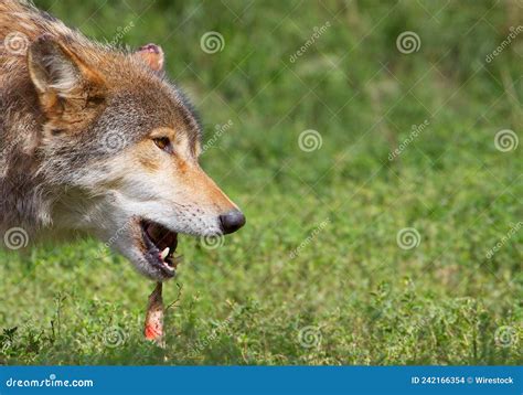 Eurasian Gray Wolf Eating Prey Stock Photo Image Of Wolf Lupus