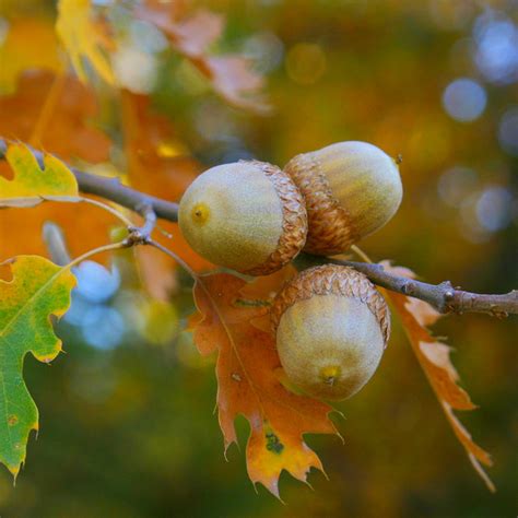 Northern Red Oak Trees For Sale