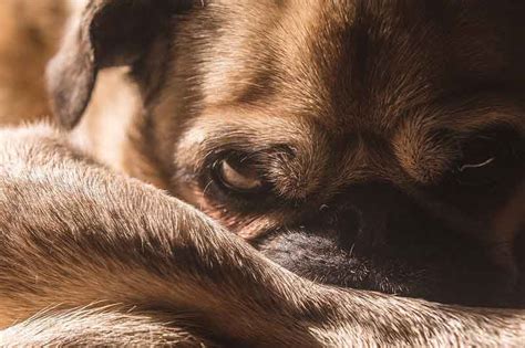 12 Common Pug Skin Issues Problems And Treatments