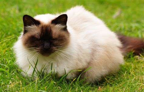 Himalayan Cat Breed Facts Origin History And Personality Traits