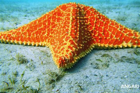 Red Cushion Sea Star Oreaster Reticulatus Angari Foundation