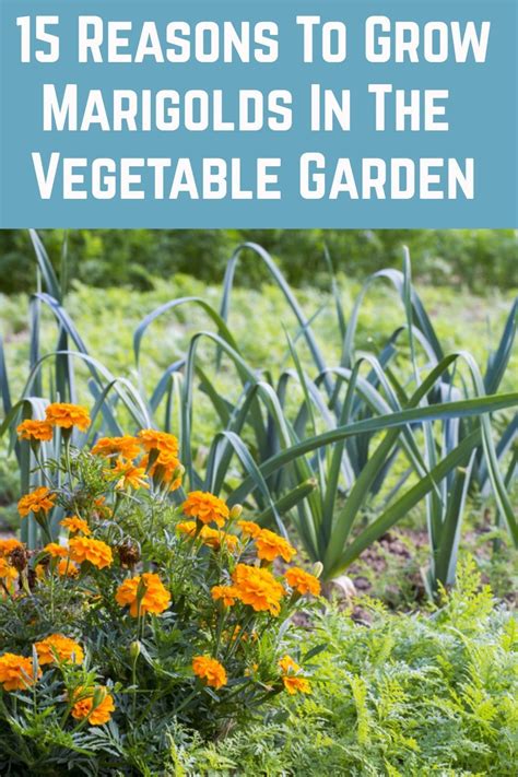 15 Reasons To Grow Marigolds In The Vegetable Garden In 2020 Growing