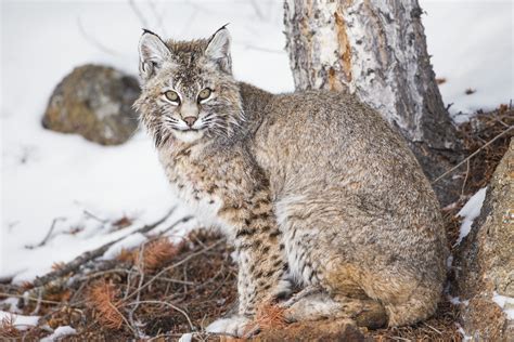 The Coolest Animals In Yellowstone National Park