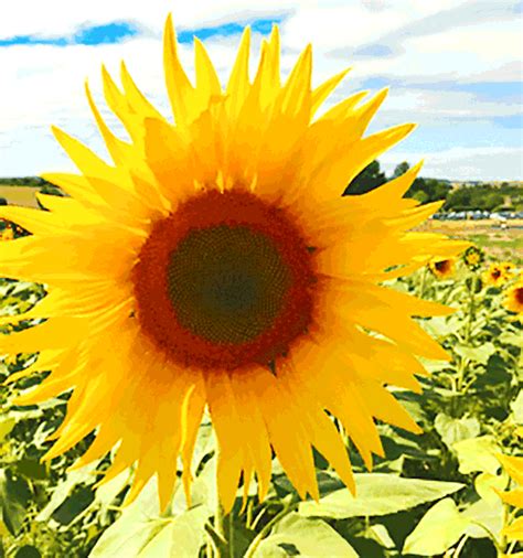 Sunflower Animated  Naturefloralarge