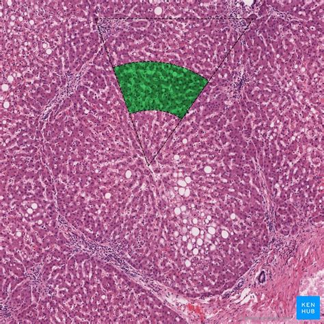 Liver Histology