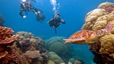 Port Douglas Scuba Diving Trips Best Outer Great Barrier Reef Blue Dive