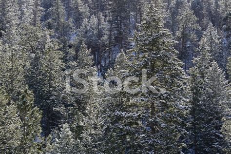Poudre Canyon In Winter Stock Photo Royalty Free Freeimages