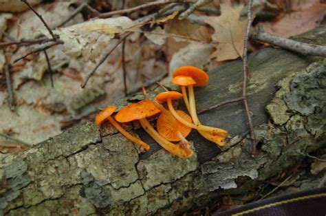 Found These Orange Mushrooms Growing On Some Wood In Ontario Mycology