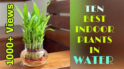 How To Make An Indoor Water Gardenindoor Plants Ideas For Beginners