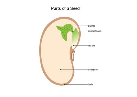 Seed Diagram Free Seed Diagram Templates