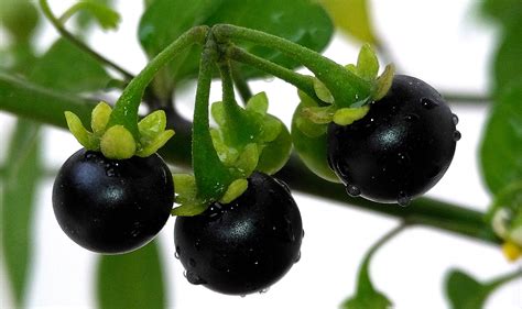 Black Fruit Pixahive