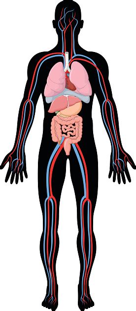 Cartoon Illustration Of Human Body Anatomy Stock