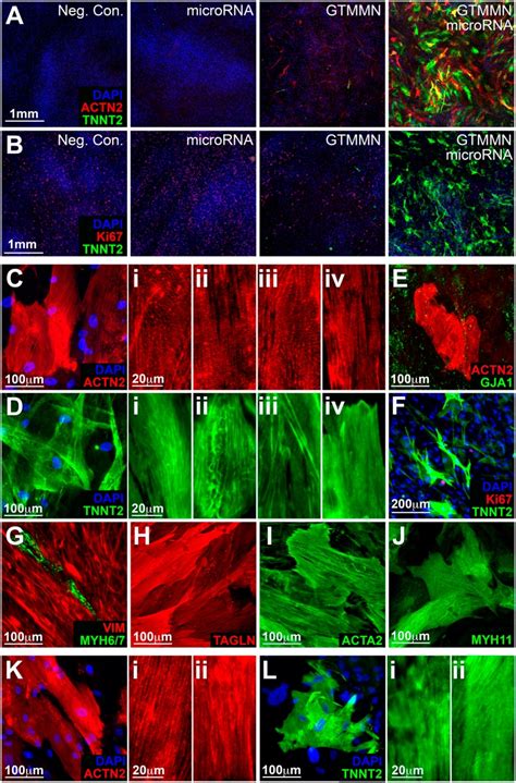 Ki 67 Antibody Fitc 11 5699 42