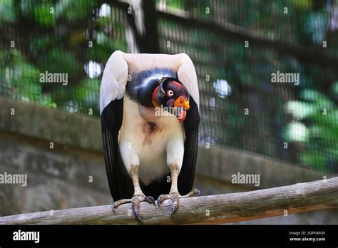 King Vulture Sarcoramphus Papa Lives Predominantly In Tropical Lowland Forests Stretching From