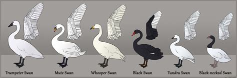 Clan Of Black Swans Anatomy And Swan Study
