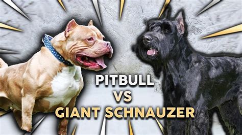 American Pitbull Terrier Vs Giant Schnauzer Whats The