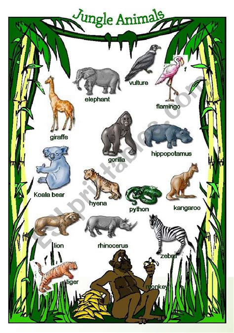 Jungle Animals List For Kids