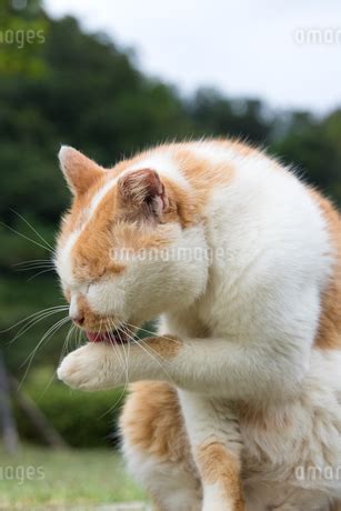 ホウトン猫村手をなめる猫の写真素材 FYI ストックフォトのamanaimages PLUS