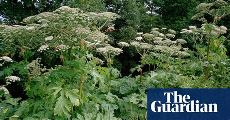 Giant Hogweed Digging Deeper Into The History Of A Killer Weed