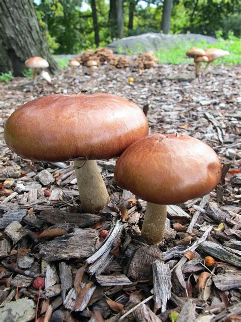 Wine Cap Stropharia Stropharia Rugosoannulata New York B Flickr