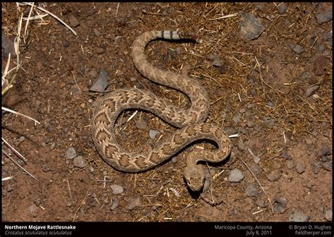 How To Identify A Baby Rattlesnake How To Identify A Baby Rattlesnake