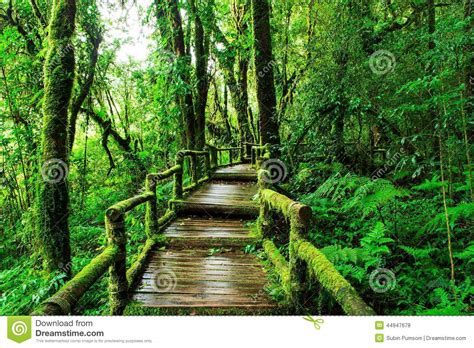 Beautiful Rain Forest At Ang Ka Nature Trail Stock Photo