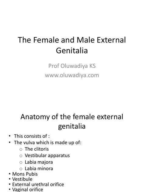 4 the female and male external genitalia diya pdf clitoris vagina