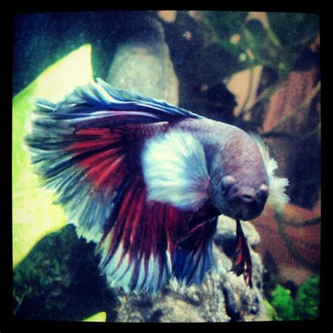 Elephant Ear Betta Fish Bettas Are Naturally Curious And Fun To