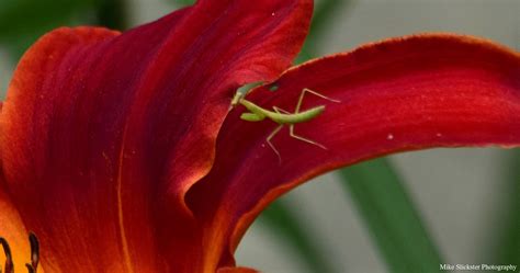 Tiny Praying Mantis On A Lily For Agnostics Consider It A Preying
