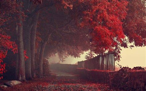 Nature Landscape Fall Road Path Fence Trees Leaves