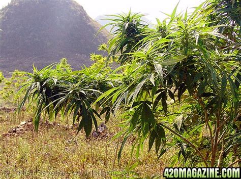 Vietnamese Landrace Cannabis 420 Magazine