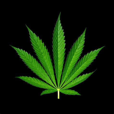 9 Point Cannabis Leaf Black Background Photograph By Luke Moore Fine