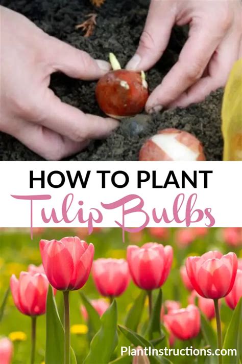 How To Plant Tulip Bulbs Plant Instructions