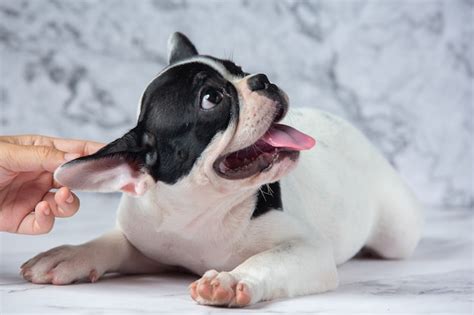 Free Photo French Bulldog Dog Breeds White Polka Dot Black On Marble