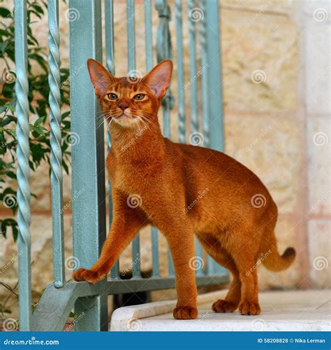 Proud Cat Stock Photo Image Of Proud Egyptian Abyssinian 58208828