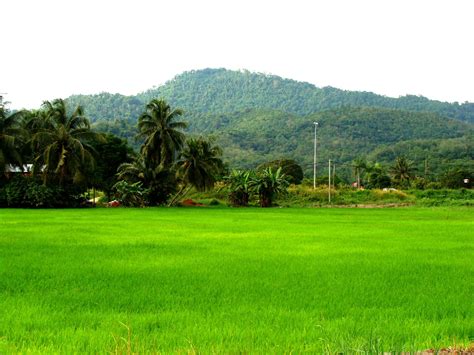 Pemandangan Suasana Kampung 9 Best Kampung Raya Ideas Landscape